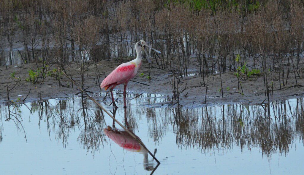 A Roseate spoonbill along the shore in San Blas, Mexico