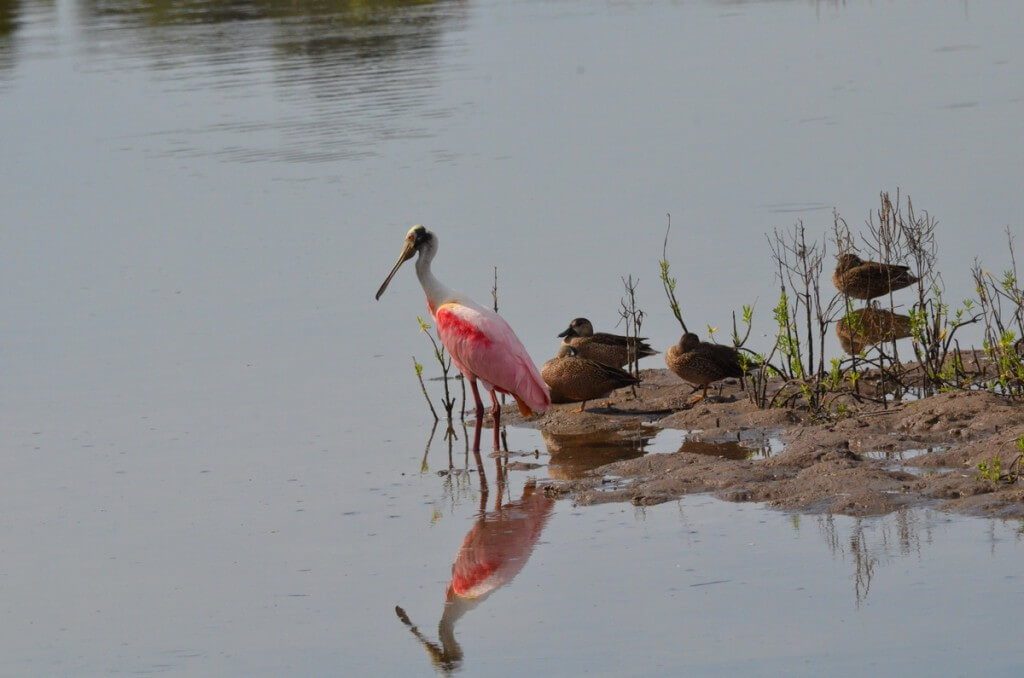 A Roseate spoonbill among ducks at the San Blas shrimp ponds in Mexico.
