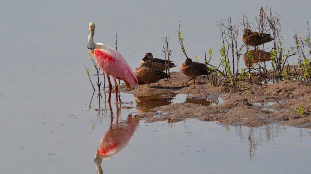 A Roseate spoonbill among ducks at the San Blas shrimp ponds in Mexico.