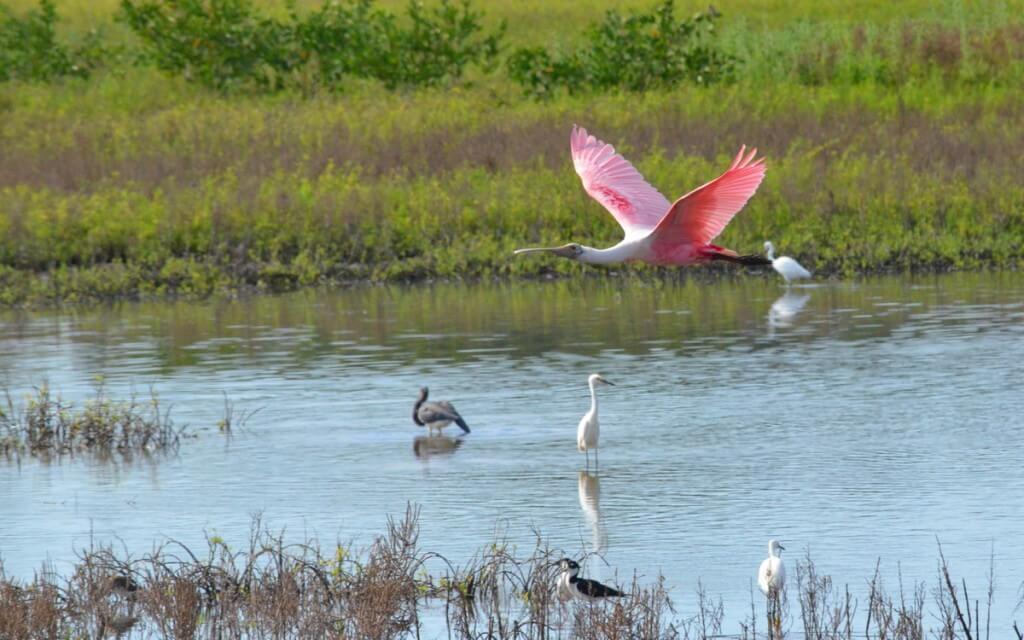 A Roseate spoonbill in flight over the San Blas shrimp ponds, Mexico