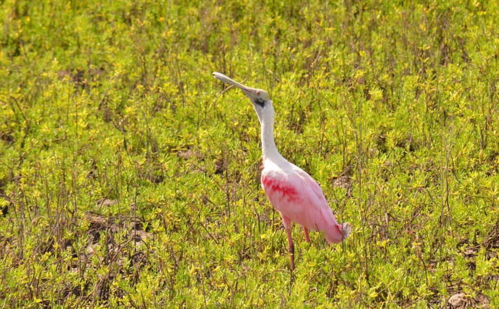 A Roseate spoonbill at San Blas, Mexico