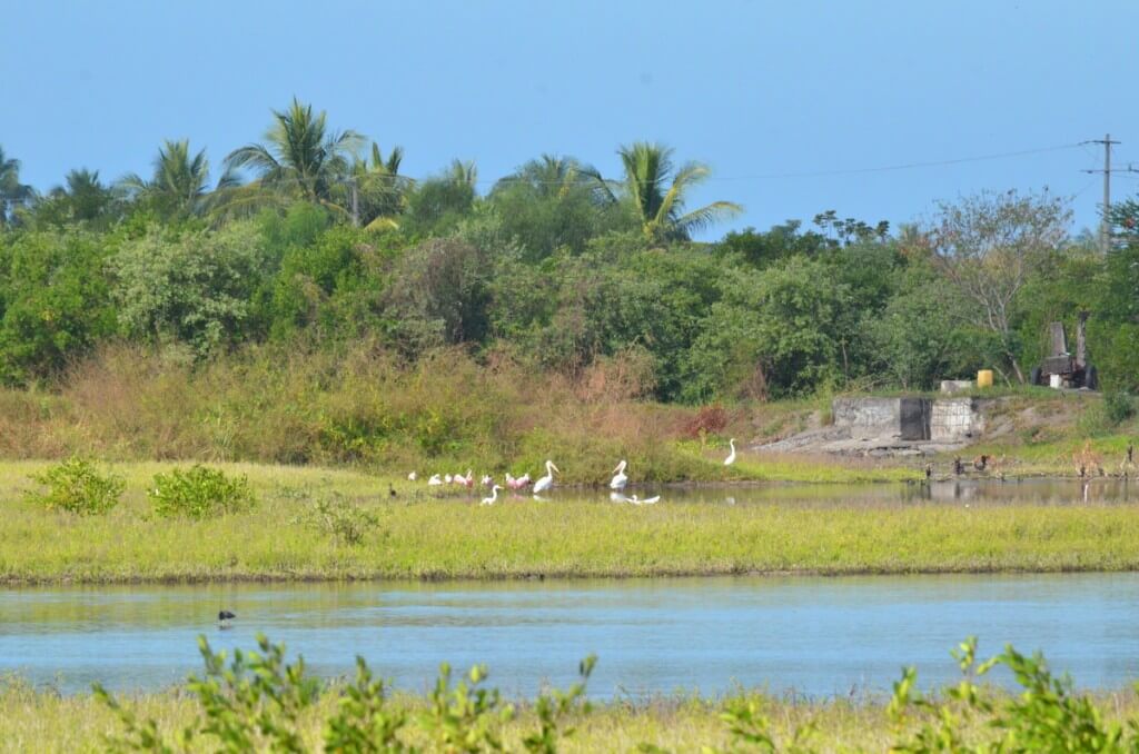 Various birds at the shrimp ponds in San Blas, Mexico