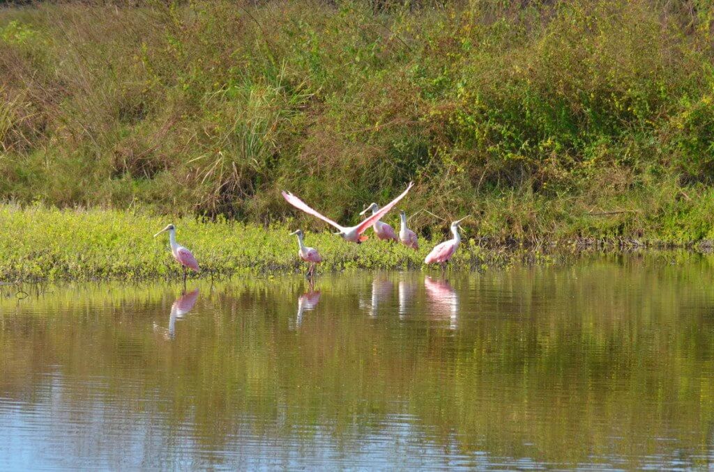 Six Roseate spoonbills at the San Blas shrimp ponds, Mexico