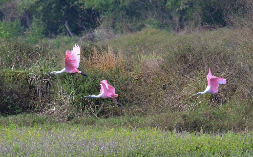 Three Roseate spoonbills in flight at the San Blas shrimp ponds, Mexico