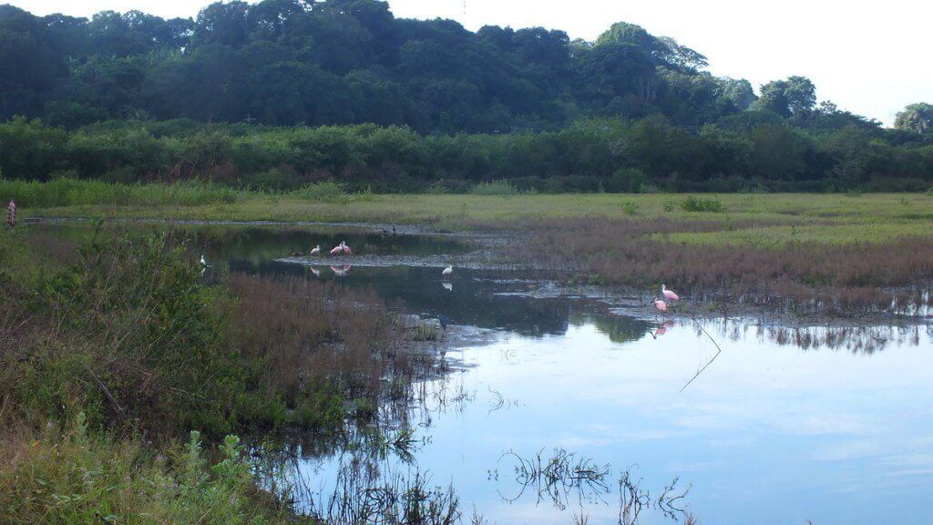 Roseate spoonbills and other birds in shrimp ponds, at San Blas