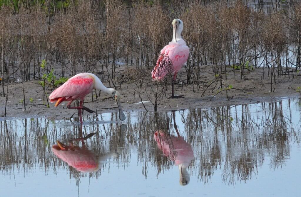 Two roseate spoonbills along the shore in San Blas, Mexico