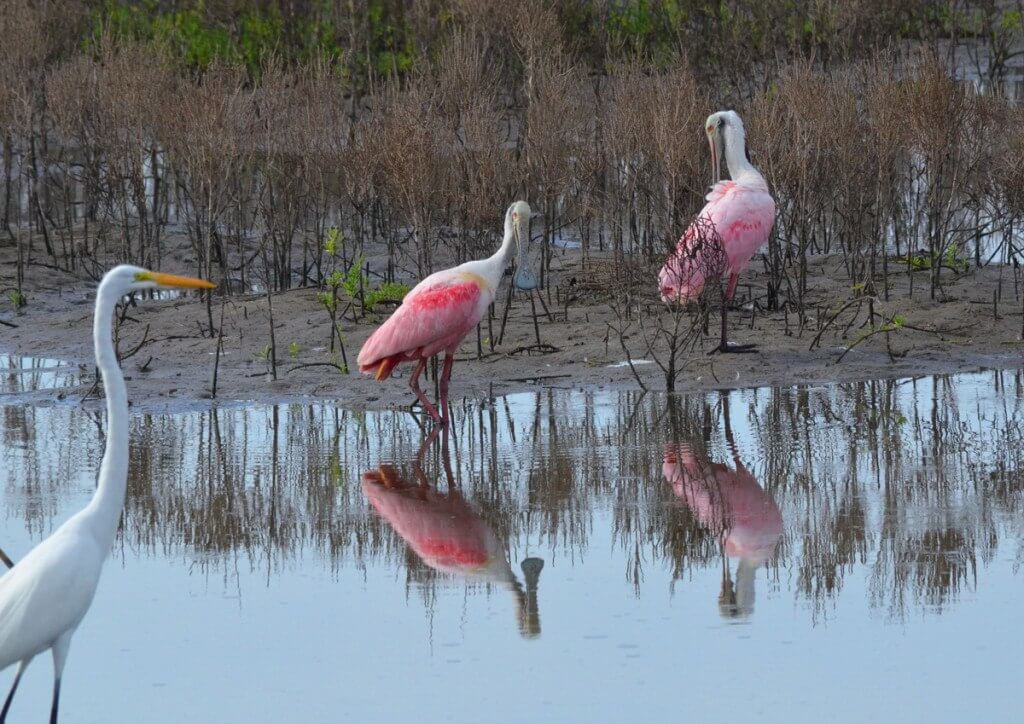 Two Roseate spoonbills in San Blas, Mexico