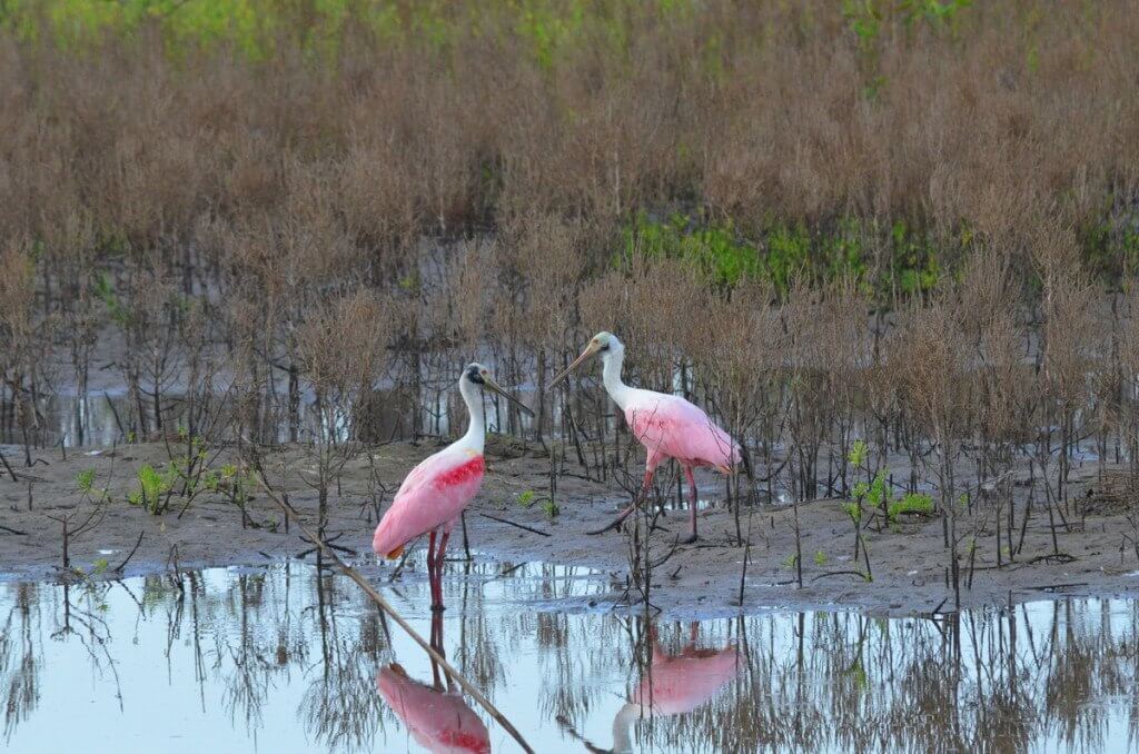 Two Roseate spoonbills in San Blas, Mexico