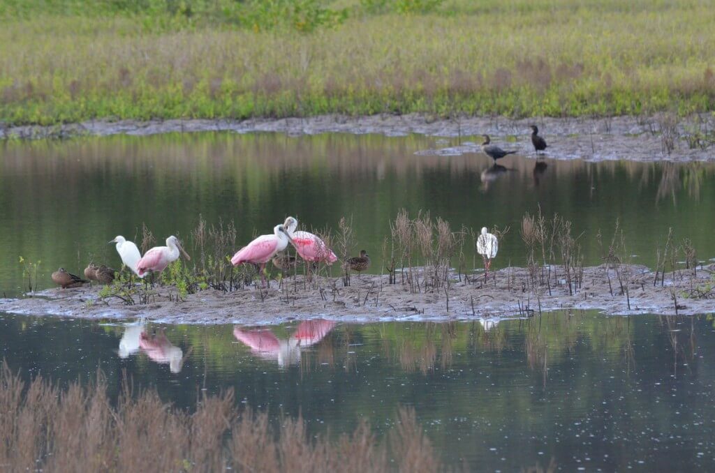 Various birds including Roseate spoonbills in San Blas, Mexico