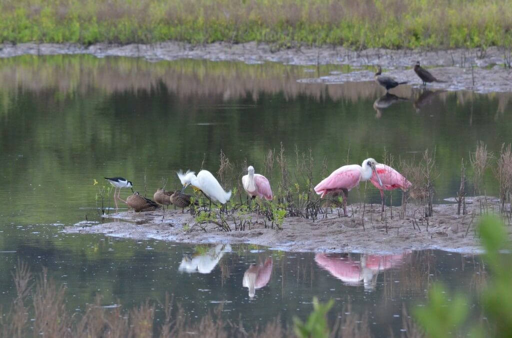 An image of Roseate Spoonbills at the shrimp ponds near San Blas, Mexico.