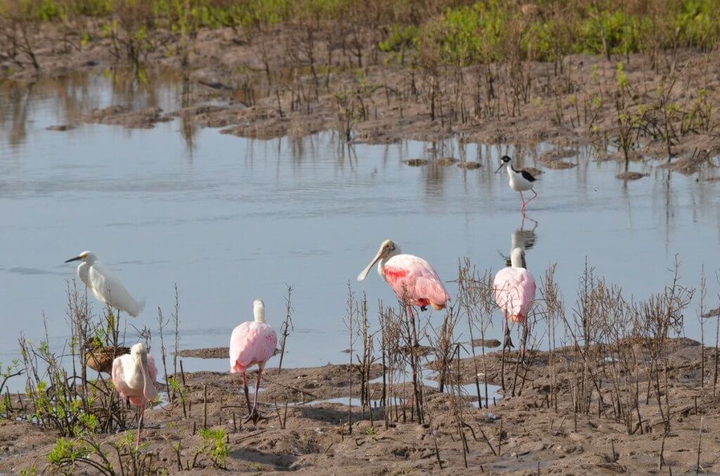Various birds including Roseate spoonbills in San Blas, Mexico