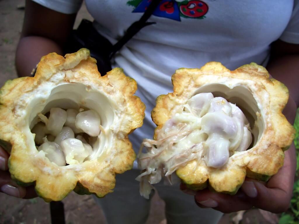 Seeds inside an opened chocolate pod at Sandoval Lake Lodge, Lake Sandoval, Amazon Delta, Peru