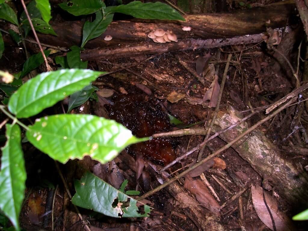 Tree sap on the forest floor at Sandoval Lake Lodge, Lake Sandoval, Amazon Delta, Peru