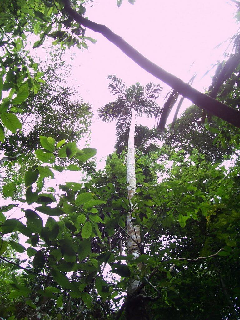 Walking palm tree at Sandoval Lake Lodge, Lake Sandoval, Amazon Delta, Peru, amazon basin, peru