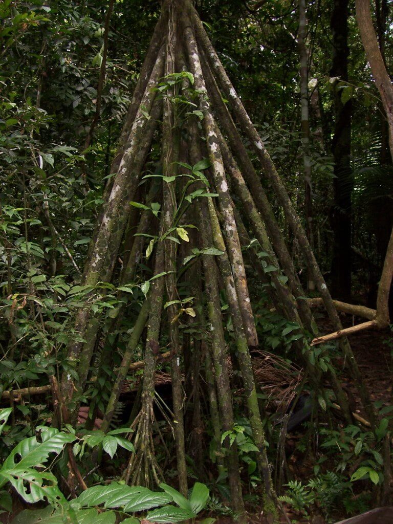 Walking palm tree at Sandoval Lake Lodge, Lake Sandoval, Amazon Delta, Peru