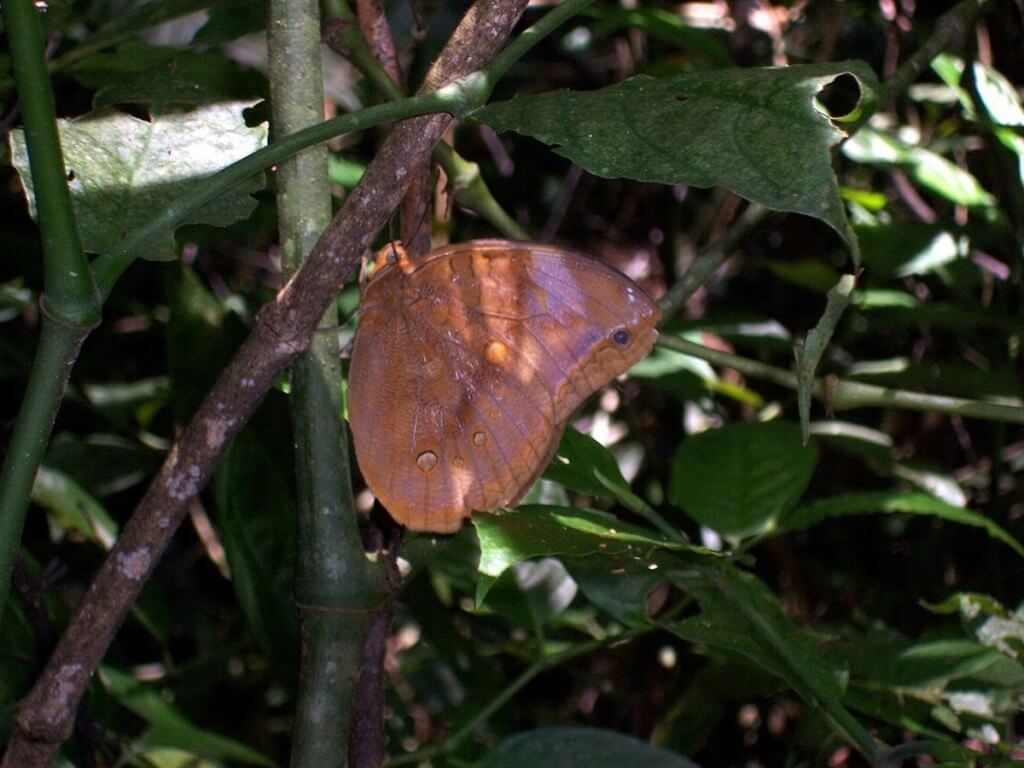Berecynthia Giant Owl Butterfly at Sandoval Lake Lodge, Lake Sandoval, Amazon Delta, Peru
