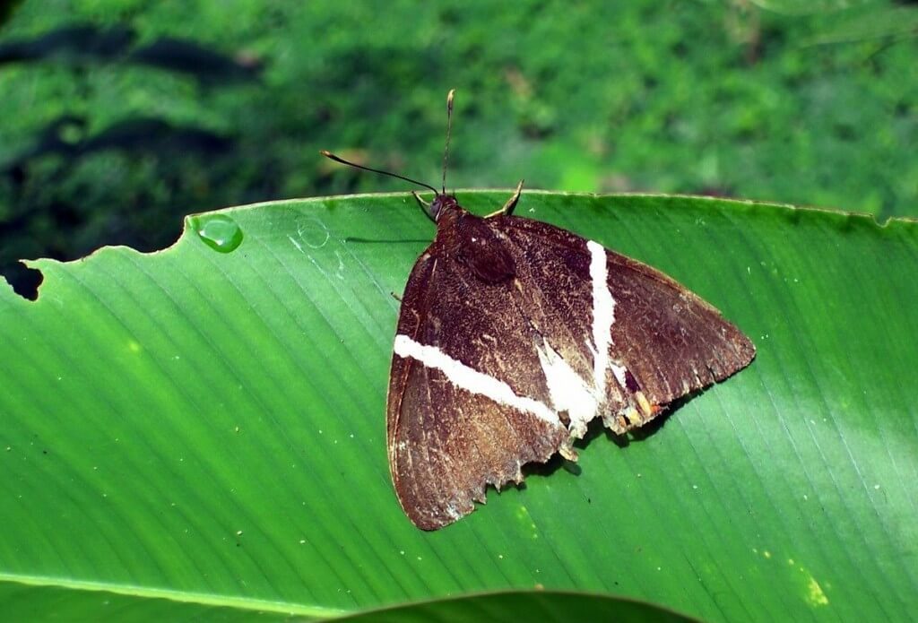 Cane Borer Moth at Sandoval Lake Lodge, Lake Sandoval, Amazon Delta, Peru