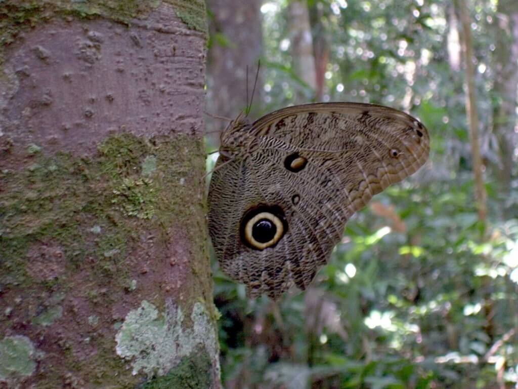 Forest Giant Owl butterfly at Sandoval Lake Lodge, Lake Sandoval, Amazon Delta, Peru