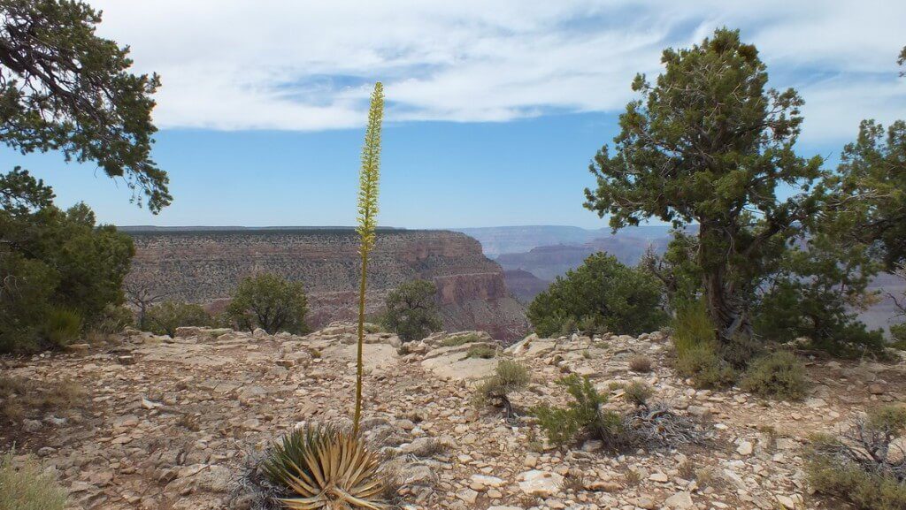 Utah Agave growing on the South Rim at Grand Canyon National Park in Arizona, U.S.A.