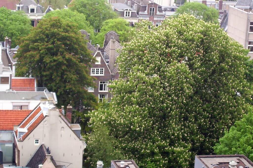 chestnut tree growing at anne frank home, the netherlands