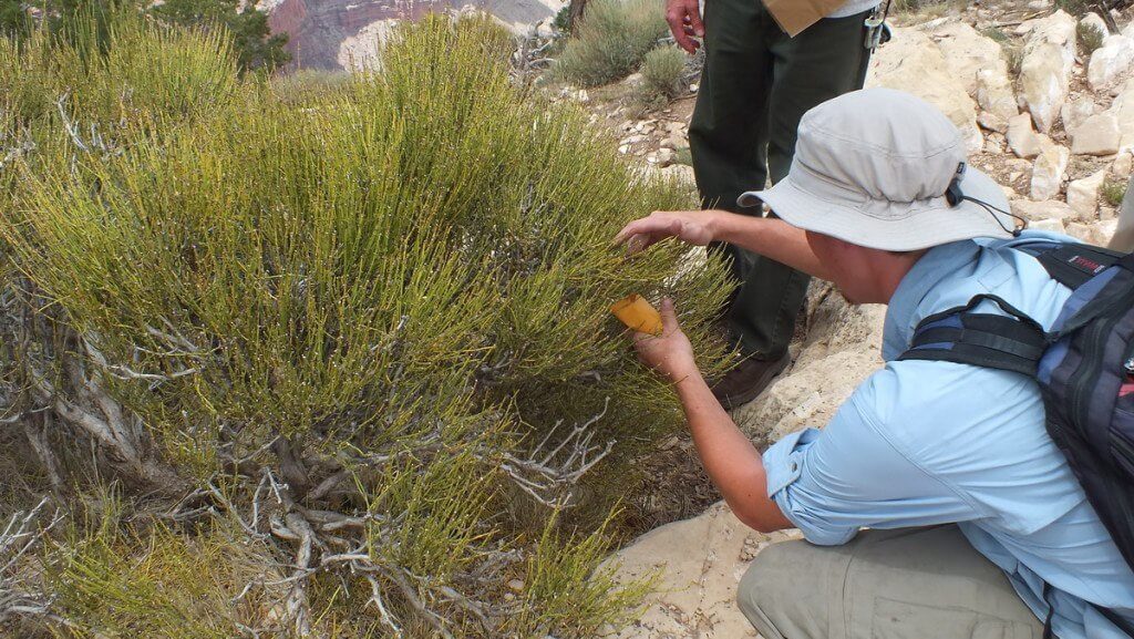 Botanist collecting mormon tea plant seeds on the South Rim at Grand Canyon National Park in Arizona, U.S.A.
