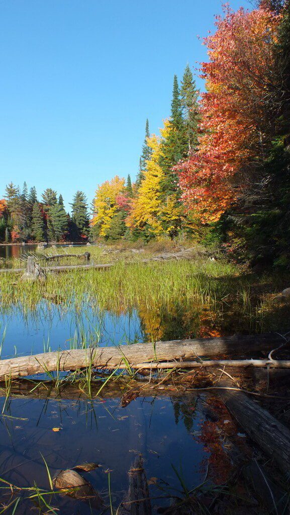 fall colors along the tea lake shoreline, algonquin park, ontario, canada