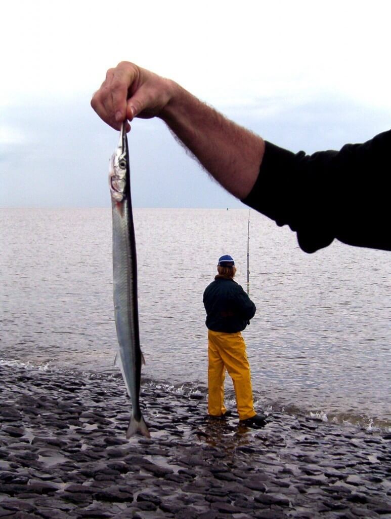 fish caught in the north sea, the netherlands