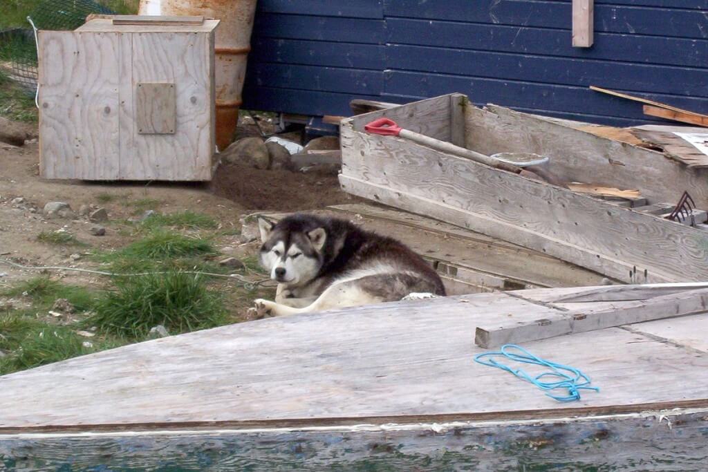 photograph of a husky dog in Pangnirtung on Baffin Island, Nunavut, Canada.