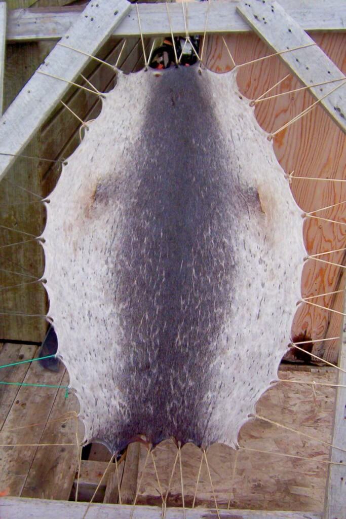 photograph of a ringed seal skin stretched and drying in Pangnirtung on Baffin Island, Nunavut, Canada.