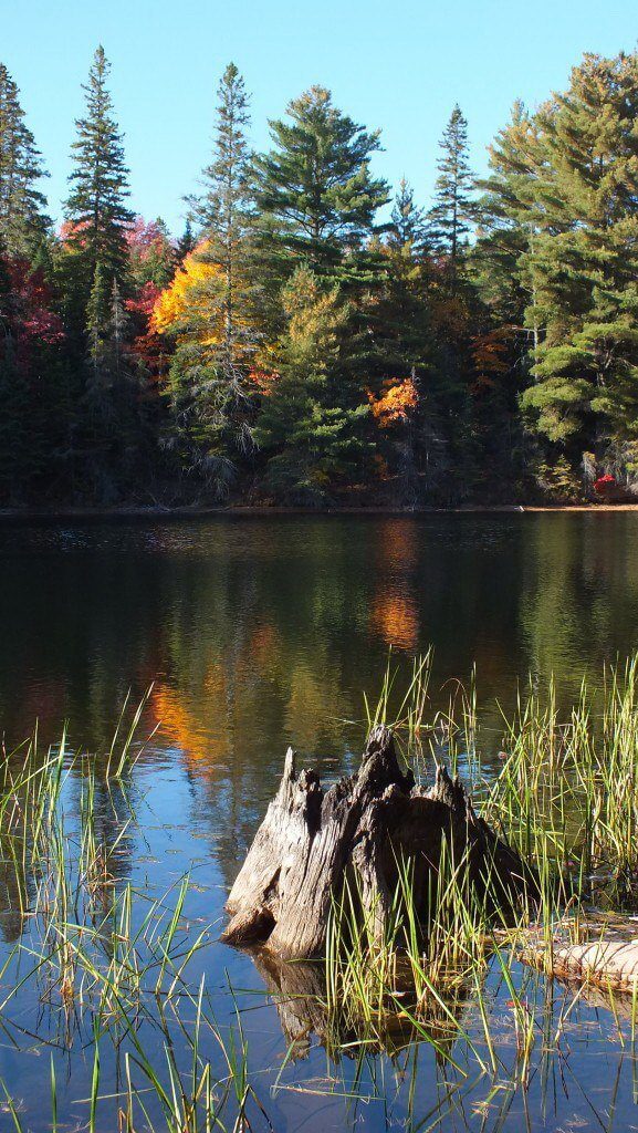 tea lake shoreline, algonquin park, ontario, canada