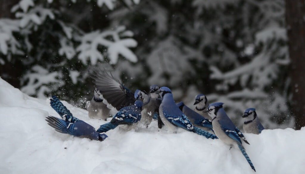 Blue Jays on a snow drift in Algonquin Park in Ontario, Canada