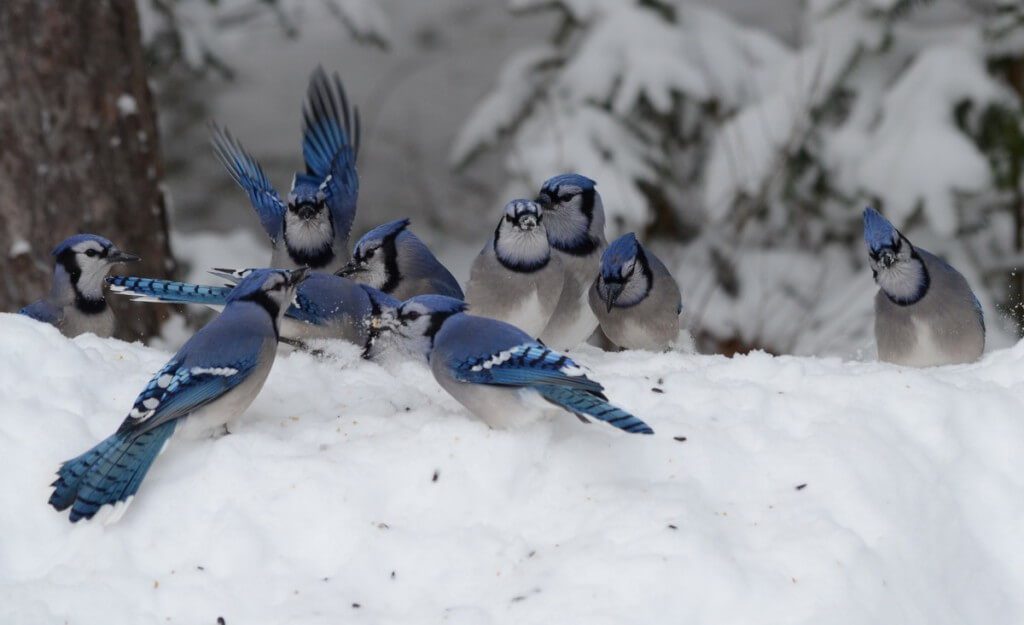 Blue Jays eat seeds on a snow drift in Algonquin Park in Ontario, Canada