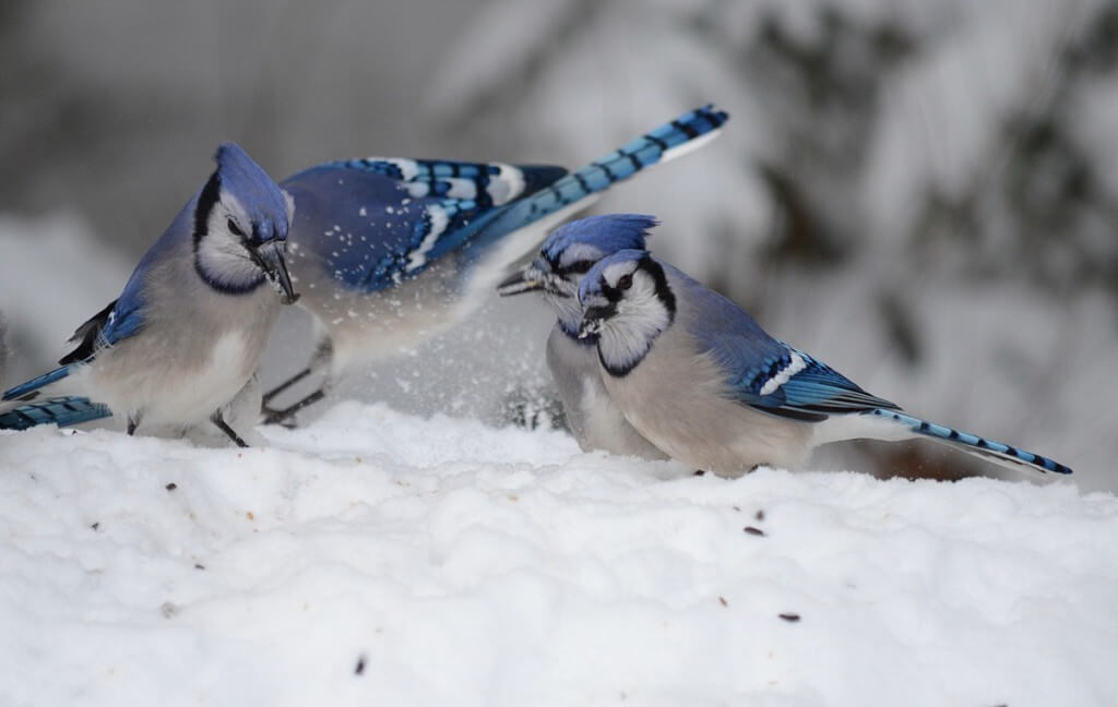 Blue Jays eat seeds on a snow drift in Algonquin Park in Ontario, Canada