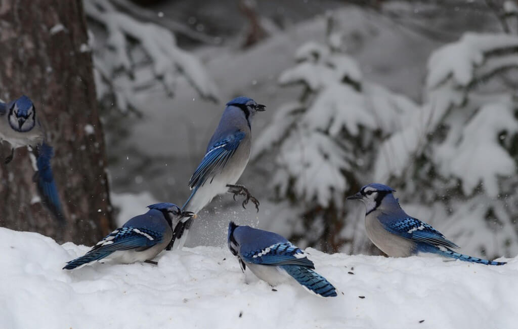 A Blue Jay dances on a snow drift in Algonquin Park in Ontario, Canada