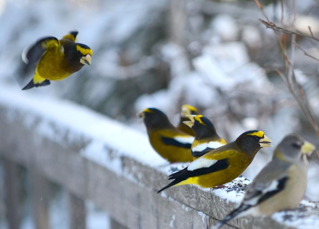 Image of Evening grosbeaks eating bird food along the Spruce Bog Trail in Algonquin Park