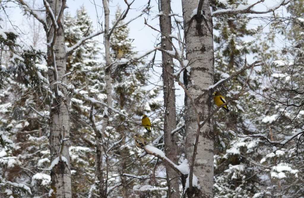 Evening grosbeaks sitting in a tree in the winter in Algonquin Park, Ontario