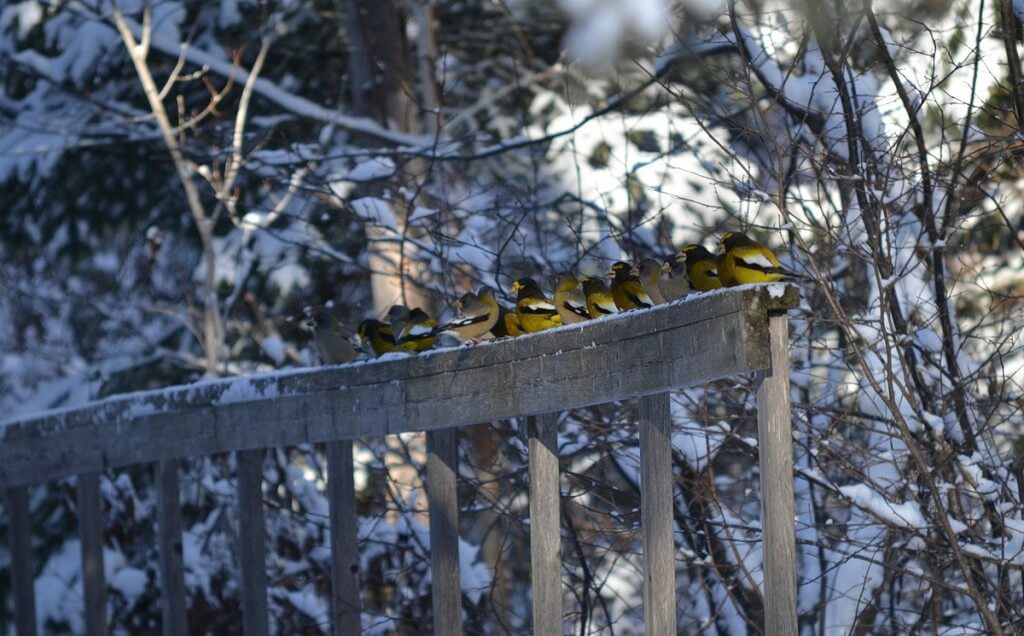 Image of Evening grosbeaks along the Spruce Bog Trail in Algonquin Park