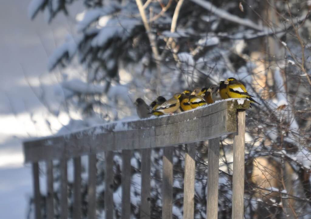 Image of Evening grosbeaks in the winter in Algonquin Park, in Ontario