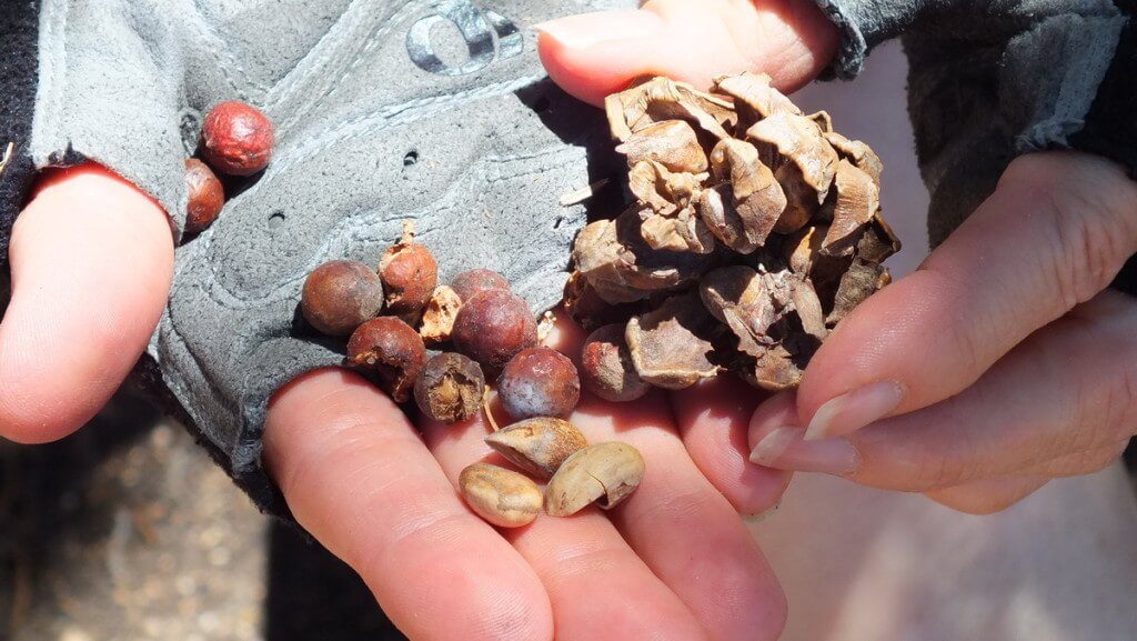 Cracked pinyon pine tree nut at Grand Canyon National Park, Arizona, U.S.A.