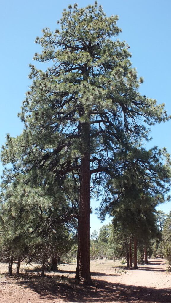 Ponderosa pine tree growing on the South Rim at Grand Canyon National Park, Arizona, U.S.A.