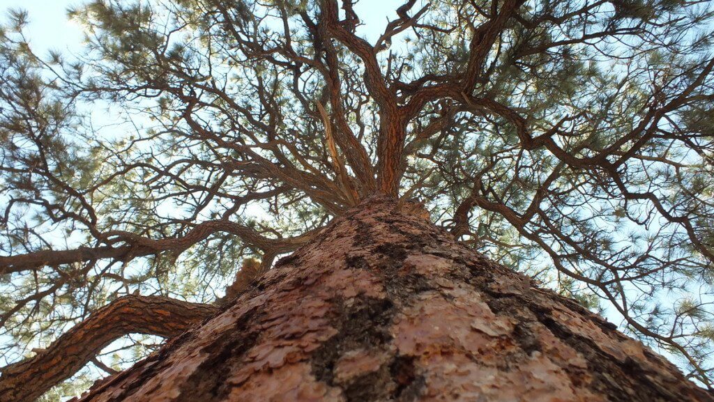 Tree trunk of a Ponderosa pine tree at Grand Canyon National Park, Arizona, U.S.A.