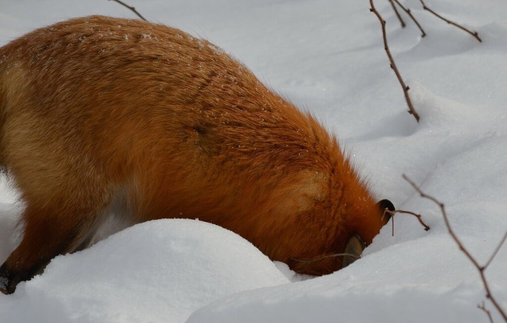 Red fox digs for prey in the snows of Algonquin Park in Ontario, Canada