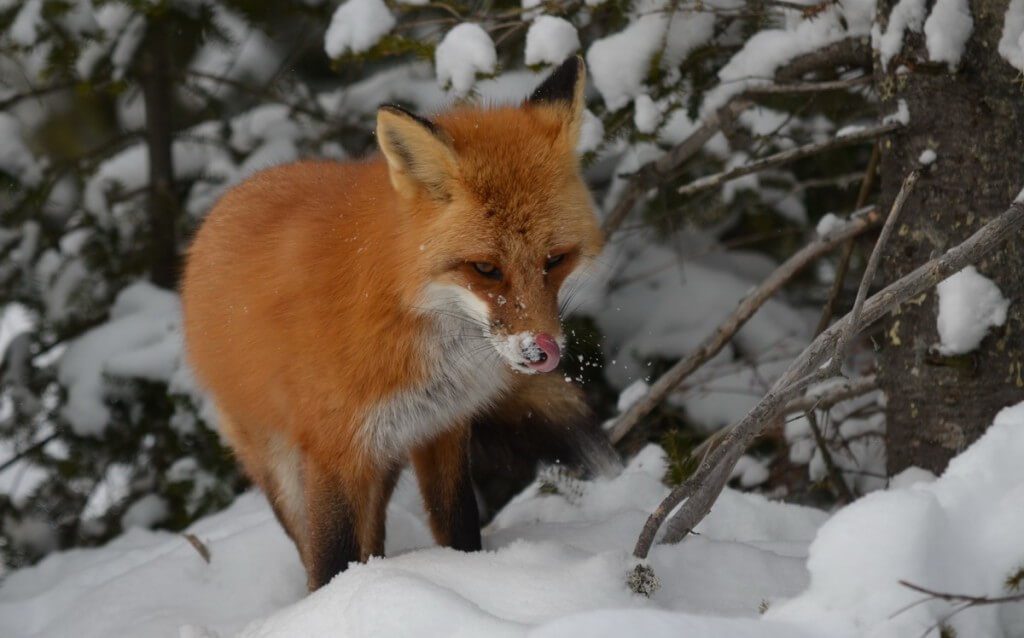 Red fox licks its nose in Algonquin Park in Ontario, Canada