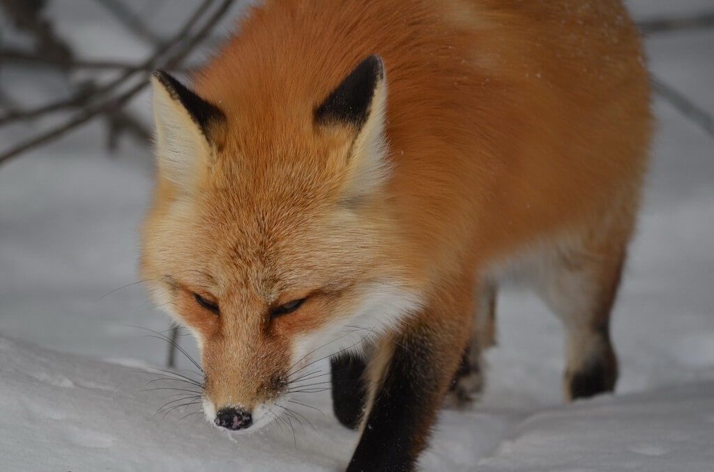 Red fox searches for prey in Algonquin Park in Ontario, Canada