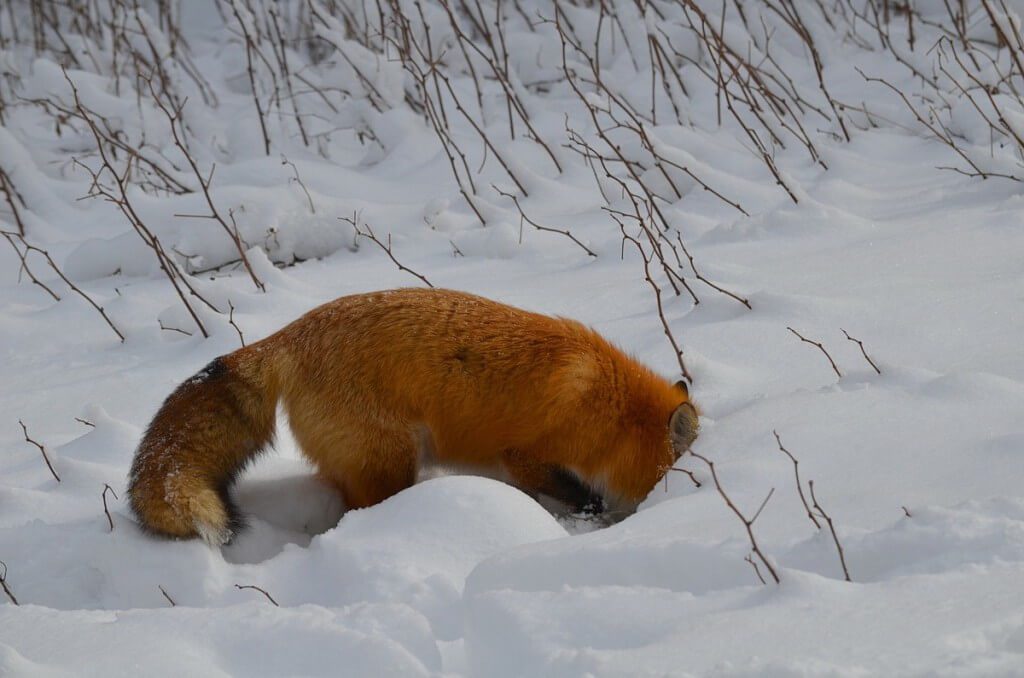 Red fox digs for food in the snows of Algonquin Park in Ontario, Canada