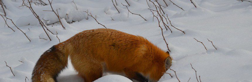red fox on the hunt in algonquin park, pic 1