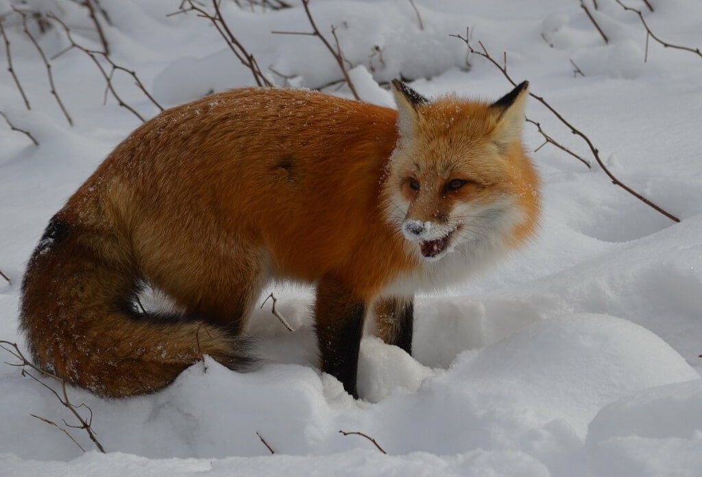 Red fox chews on find in Algonquin Park in Ontario, Canada