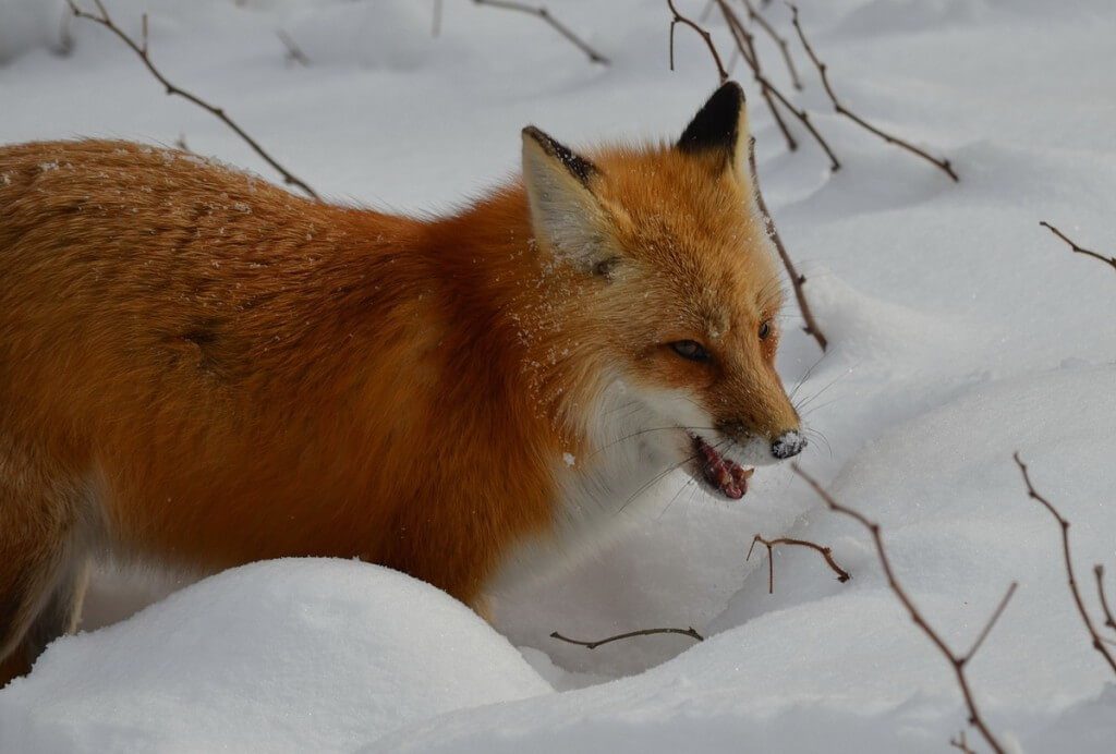 Red fox chews on find in Algonquin Park in Ontario, Canada