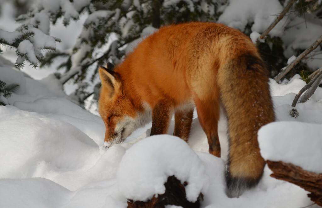 Red fox on the hunt for food in Algonquin Park in Ontario, Canada