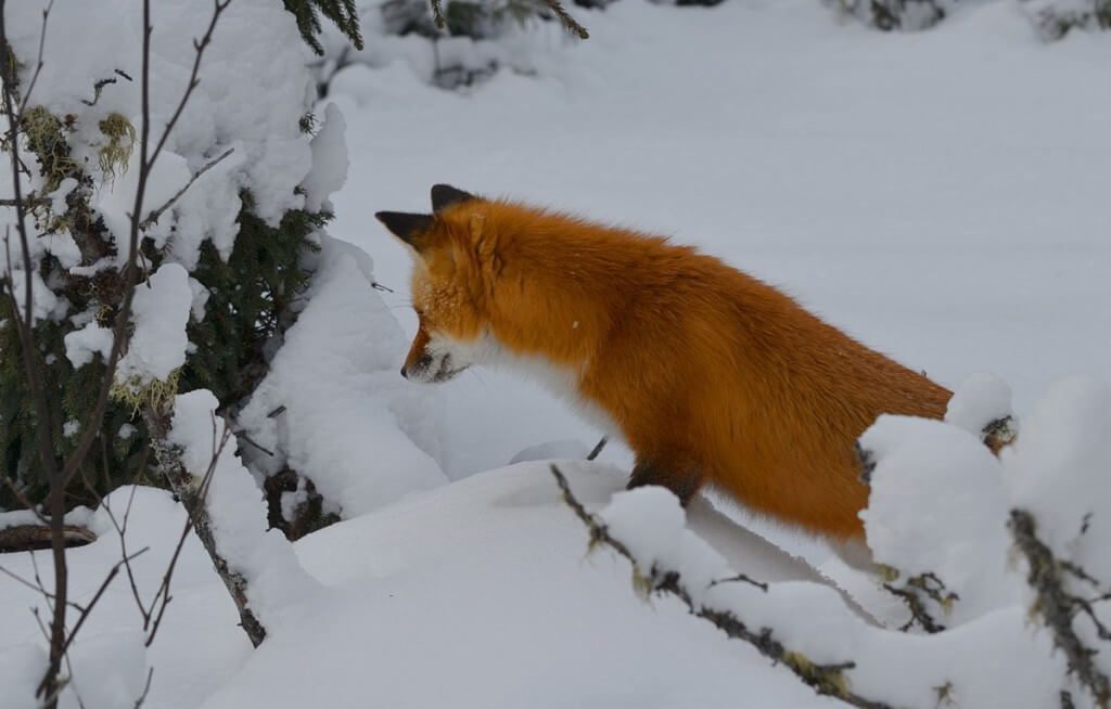 Red fox searches for prey under trees in Algonquin Park in Ontario, Canada